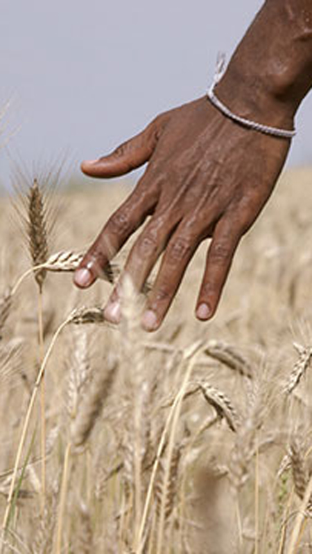 Hand above wheat